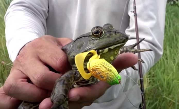 ウシガエル