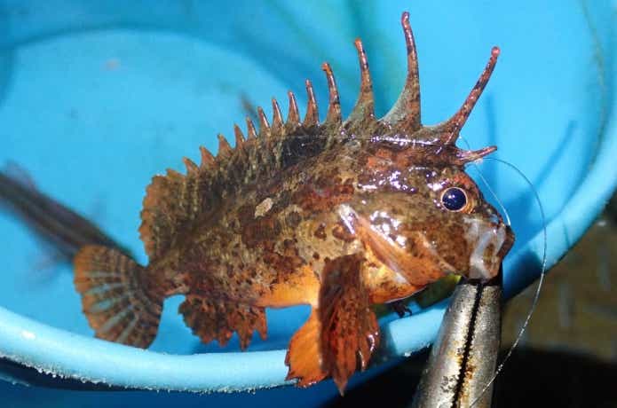 サビキ釣りで釣れる毒魚