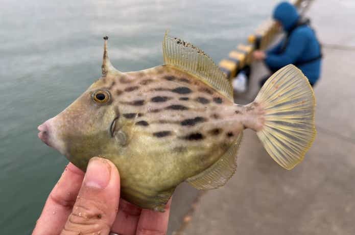 餌取名人と呼ばれるカワハギ