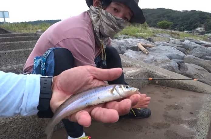 シロギス