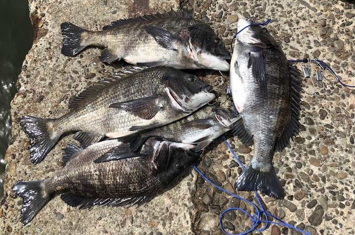 フカセ釣りでチヌ