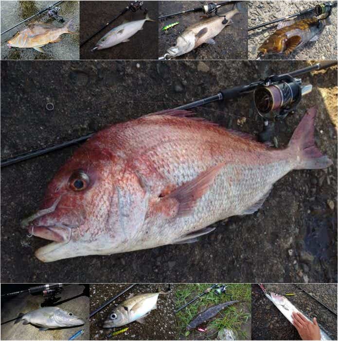 ハードコアX4で釣り上げた魚たち