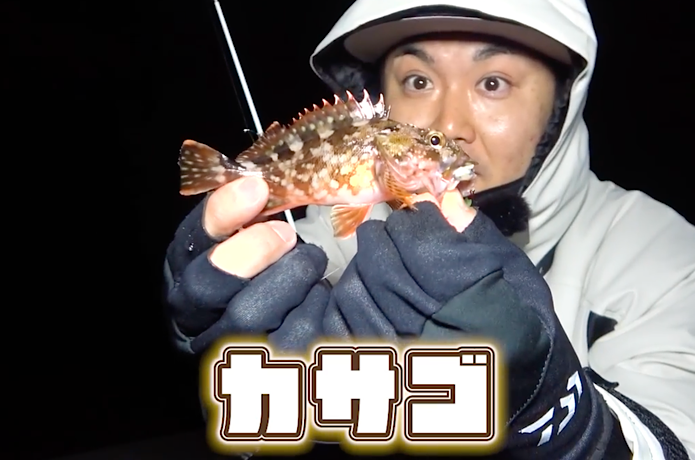 カサゴ