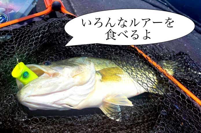 パルスコッドで釣れたバス