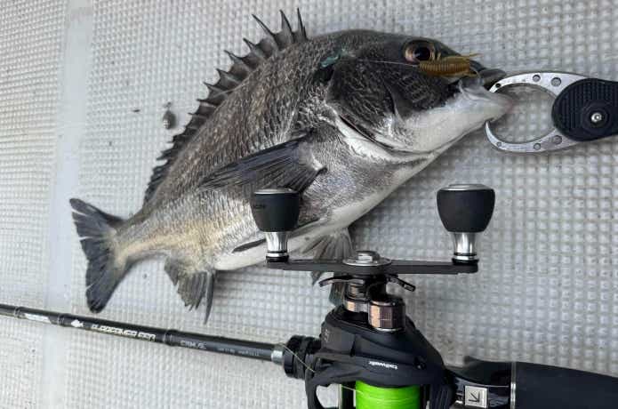 売れ筋アイテムラン 釣果のカギは“潮色”。クロダイ・キビレはいつでも釣れる時代へ 釣り、フィッシング