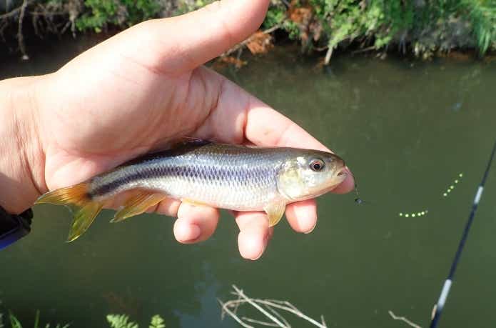 都市型河川で釣れたカワムツ