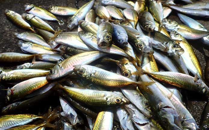 サビキ釣りで釣れたアジ