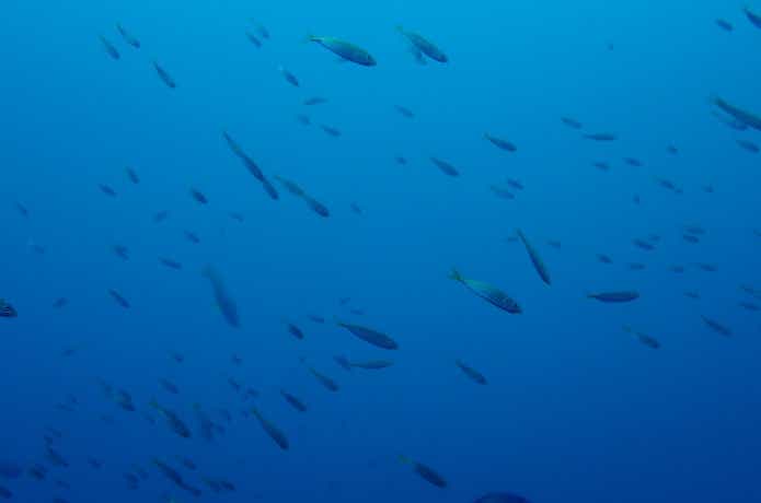 海の中を泳ぐ小あじの群れ
