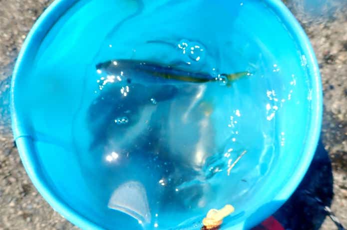 サビキで釣れた魚の持ち帰り方