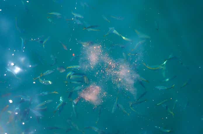 コマセに群がる魚達