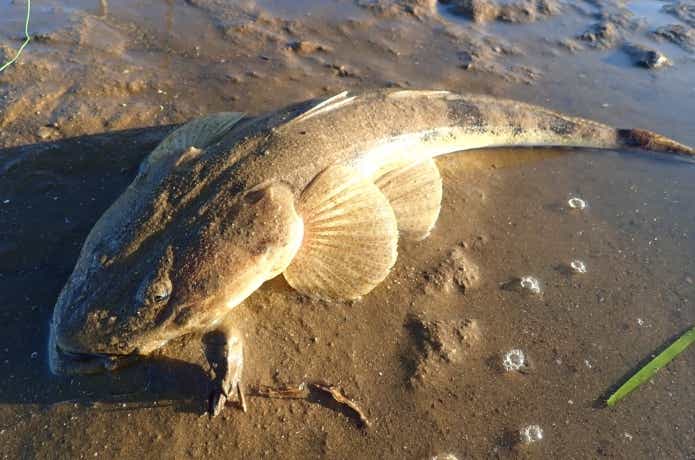 三河湾のマゴチ釣り