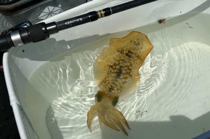 ゴールデンウィークに最盛期を迎える春イカ