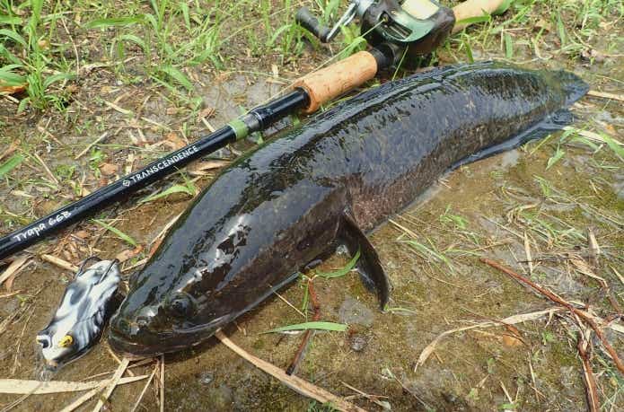 ゴールデンウィークの雷魚釣り