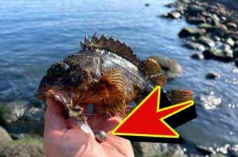 世界を股にかける怪魚ハンターが【穴釣り仕掛け】を自作するとこうなる。