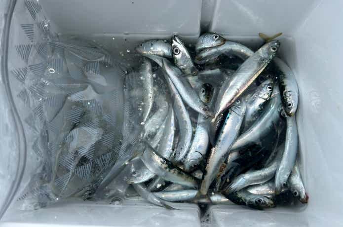 サビキ釣りの釣果