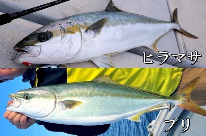 ブリとヒラマサの違いを示す写真