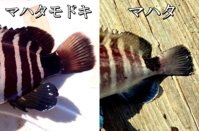 マハタモドキとマハタの違いは横帯模様