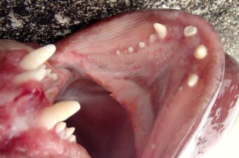 釣り人なら、全部わかりますよね〜(ニヤニヤ)魚の特徴当てクイズ〜！