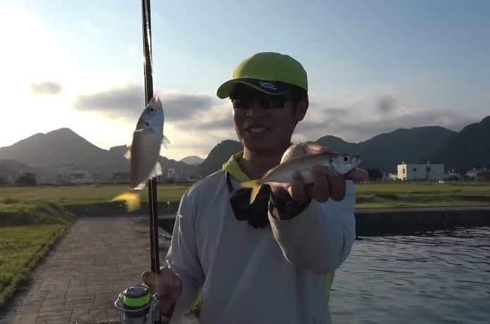 サビキ釣りで釣れたアジ