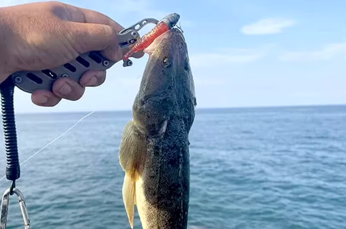 デカハネエビセットとマゴチ