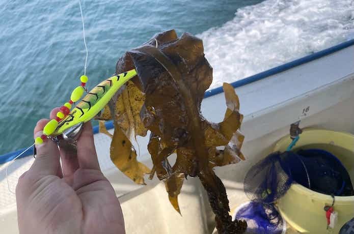 明石の船タコで釣れた海草