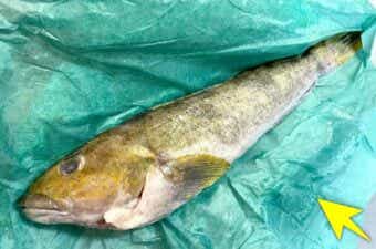 【安さ爆発】魚料理に欠かせないお得な消耗品集めたで〜〜！