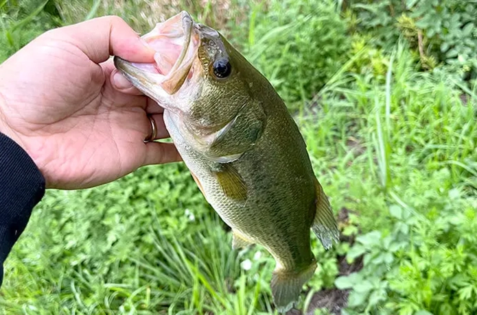 レゼルブジュニアで釣ったバス