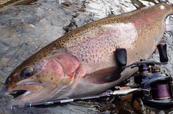 日本の川に成魚放流されたニジマス
