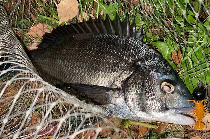 チヌ釣るやつで釣れたクロダイ