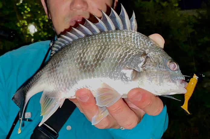 チヌ釣るやつで釣れた小型のキビレ