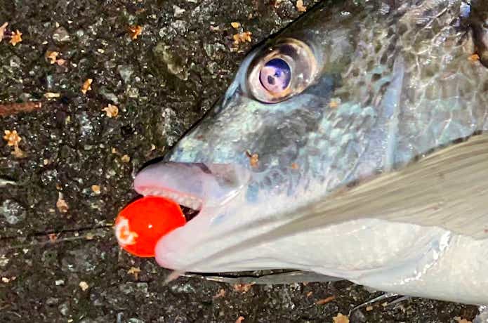 チヌ釣るやつを咥えたキビレ