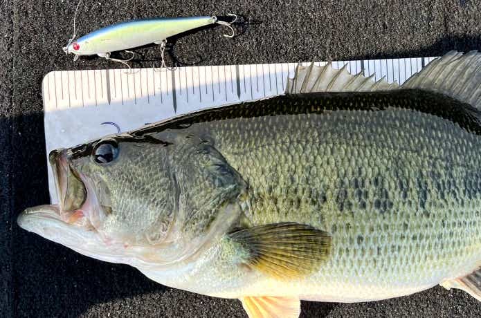 ミノーで釣れたバス
