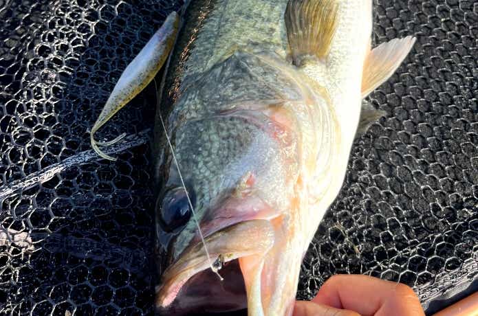 サカマタシャッドで釣れたバス