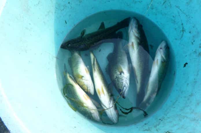 琵琶湖で駆除されたブラックバス