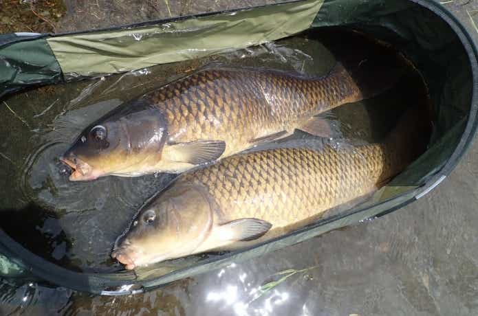 アメリカで外来魚として扱われるコイ