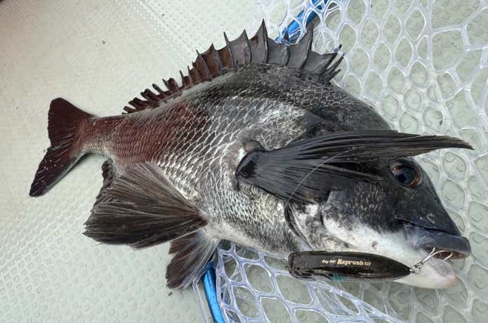 遊神チヌSP　様　確認ページ❗ Kishu black porgy fishing (chinu dango) on the breakwater
