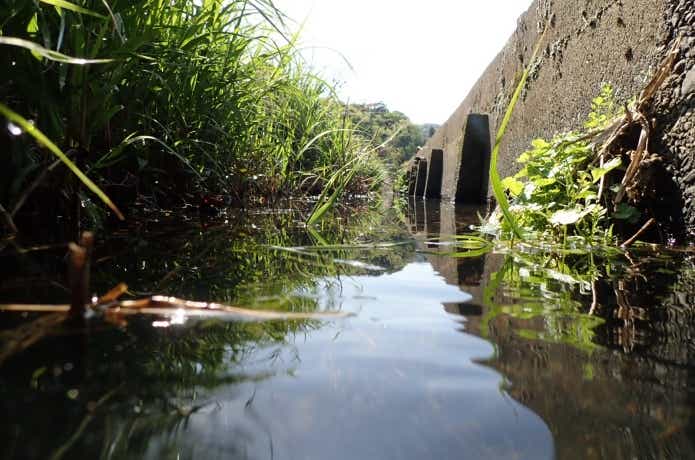 希少種が棲息する水路