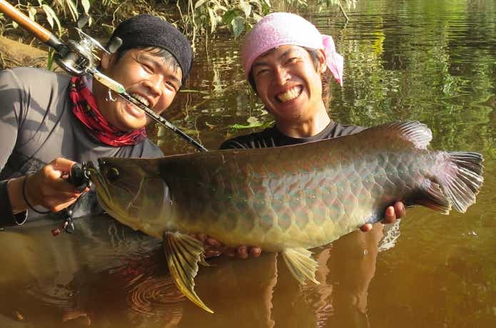 インドネシアの野生のアジアアロワナ