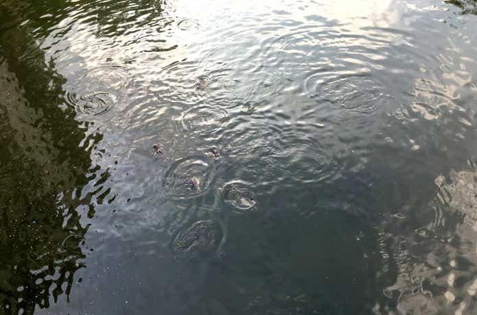 バンコクの水路に群れるパンガシウス