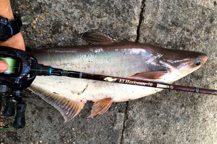 川で釣れたパンガシウス