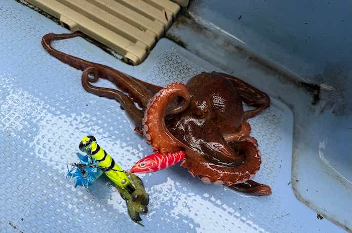 蛸墨族スッテでの釣果