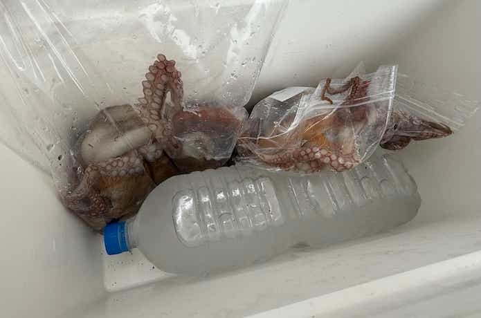 船タコの釣果