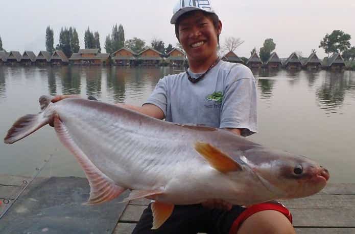 釣り堀で釣れたパンガシウス