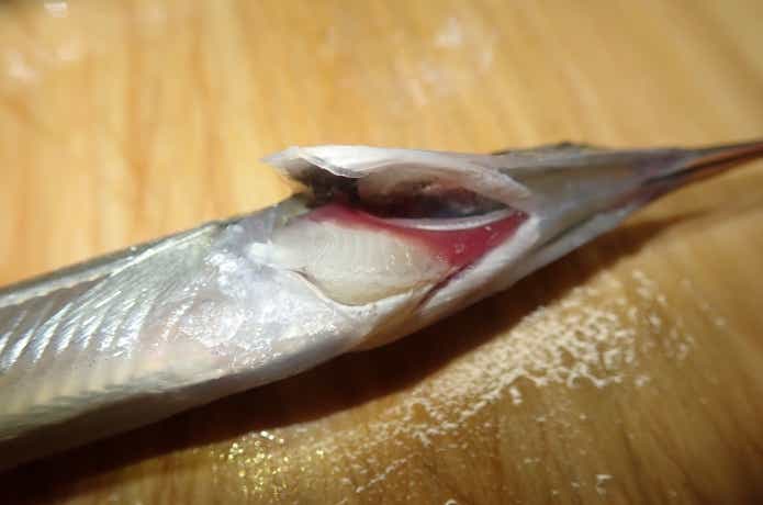 サヨリのエラに寄生したサヨリヤドリムシ