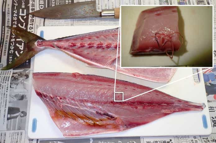 ハマチに寄生したブリ線虫
