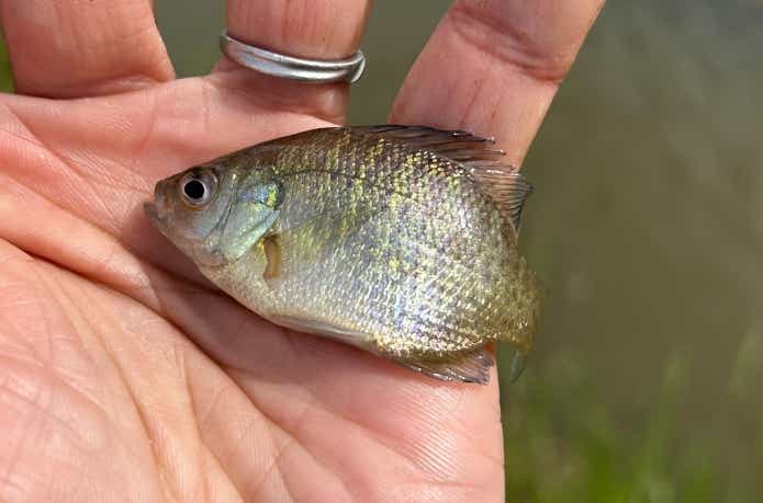 タナゴ釣りで釣れたブルーギル