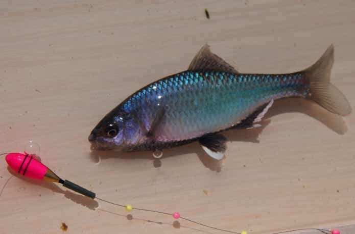 用水路で釣れたミナミアカヒレタビラ