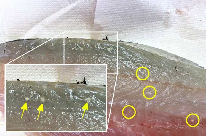 白身魚に寄生したクドア
