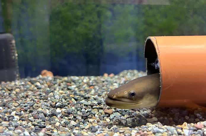 水槽で1年間飼育したうなぎ