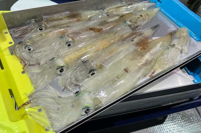 イカメタルで釣れたイカ